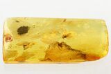 Two Detailed Moth Flies and Thrip in Baltic Amber #343404-1